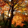 都立狭山公園にて（2）