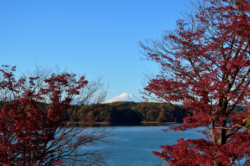 朝の多摩湖から
