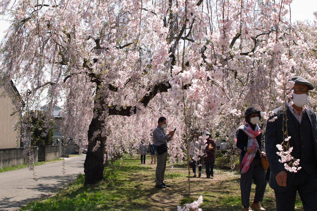 20220420喜多方日中線枝垂桜