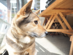 ワンコのポートレート2