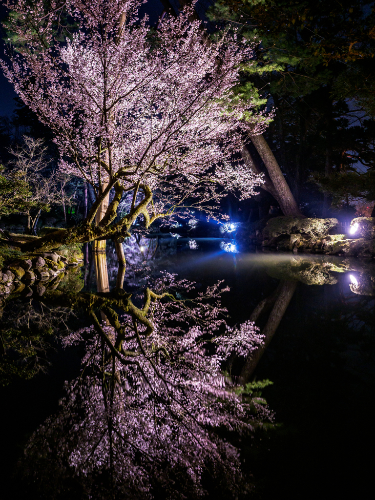 兼六園の桜