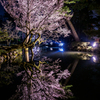 兼六園の桜