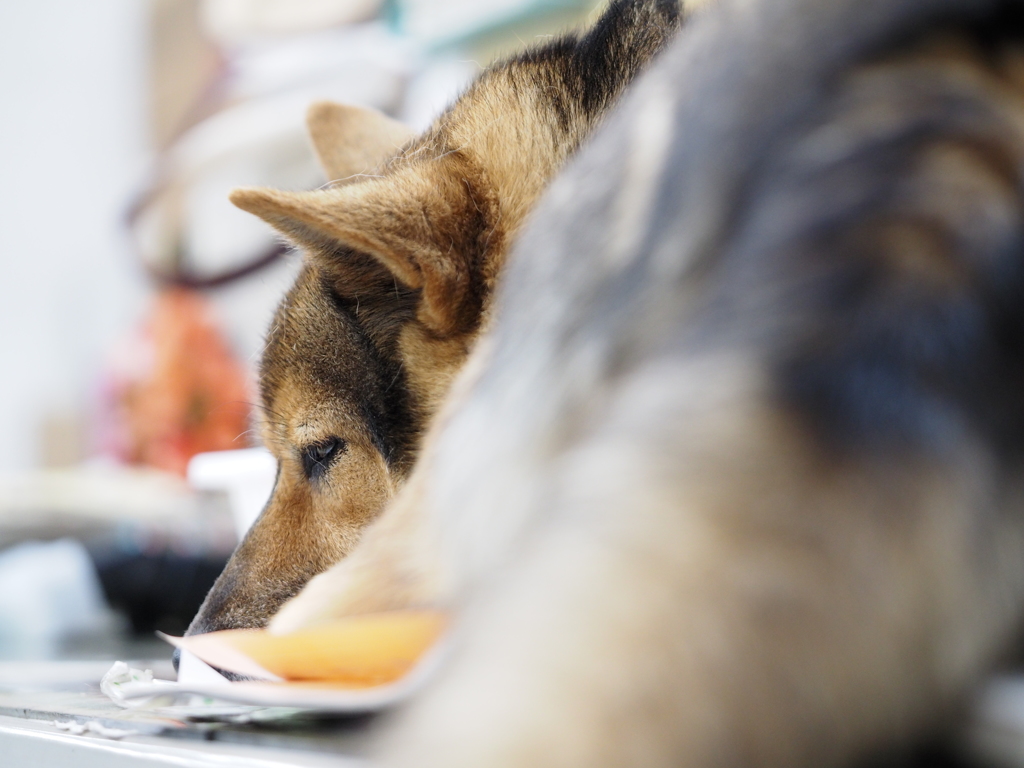 お店番犬の居眠り