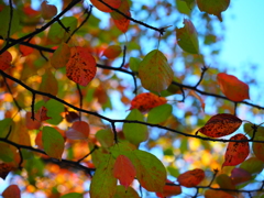 紅葉