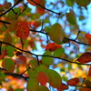 紅葉