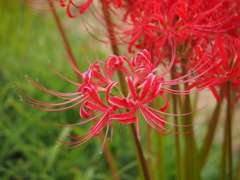 彼岸花
