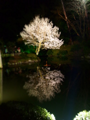 兼六園 桜 エフェクト(ジオラマ？)
