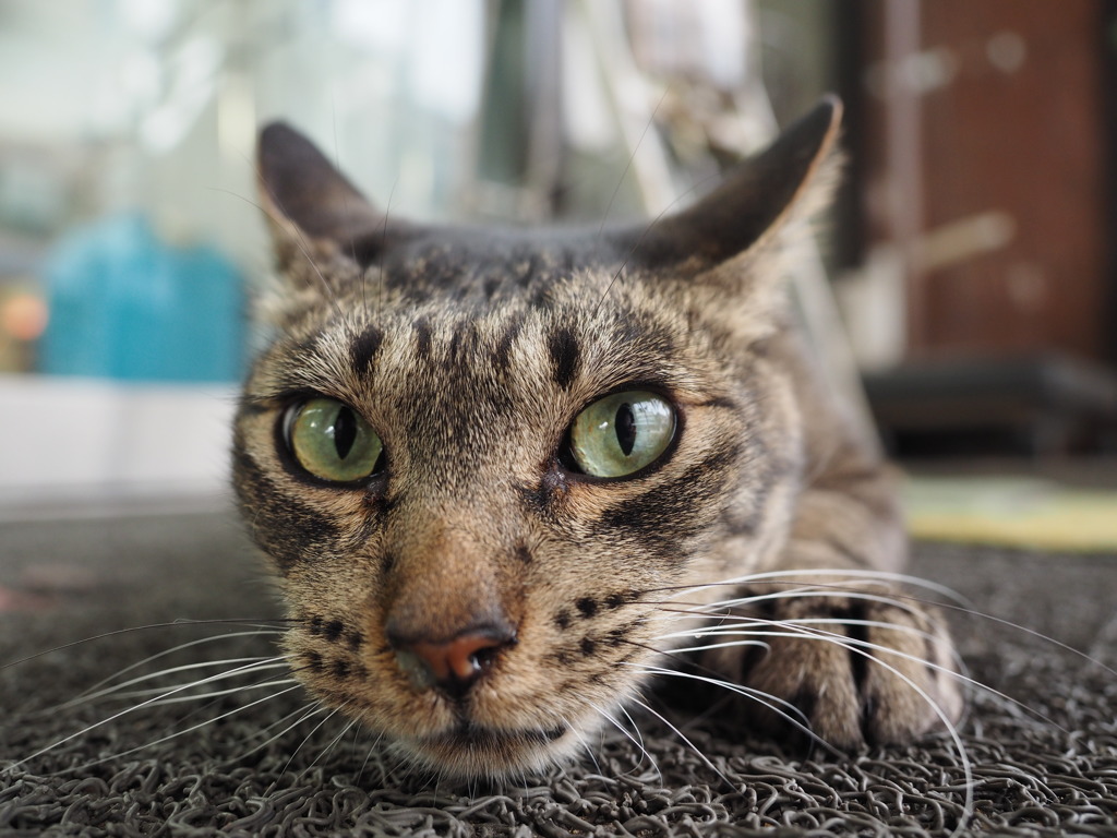 猫のカメラ目線