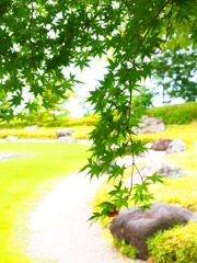 夏の紅葉
