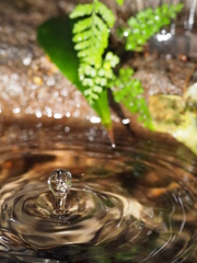 マクロレンズ　水滴撮影