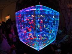 金沢アクアリウム展