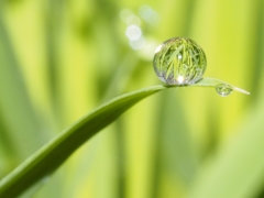 水玉レンズ