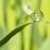 水玉レンズ