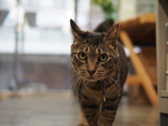 猫が通る