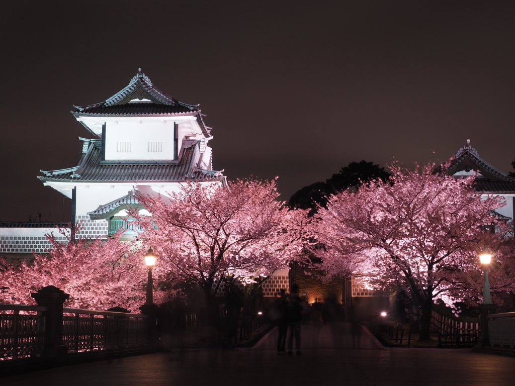 金沢城夜桜
