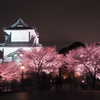 金沢城夜桜
