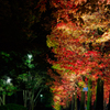 紅葉と緑化の境目