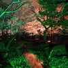 兼六園夜桜ライトアップ