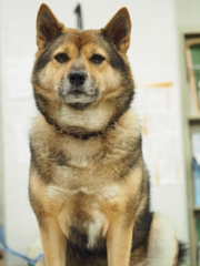 お店番犬