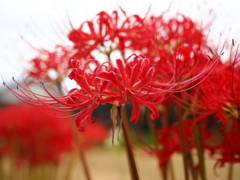 彼岸花