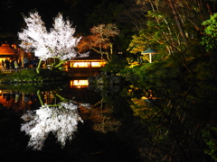 兼六園 鏡桜
