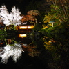 兼六園 鏡桜