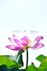 蛙と蓮の花