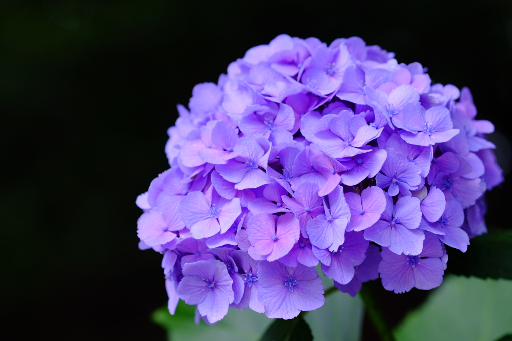 DSCF2528