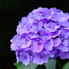 DSCF2528