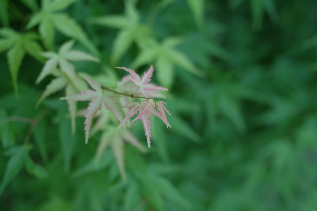 DSCF2212