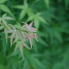 DSCF2212