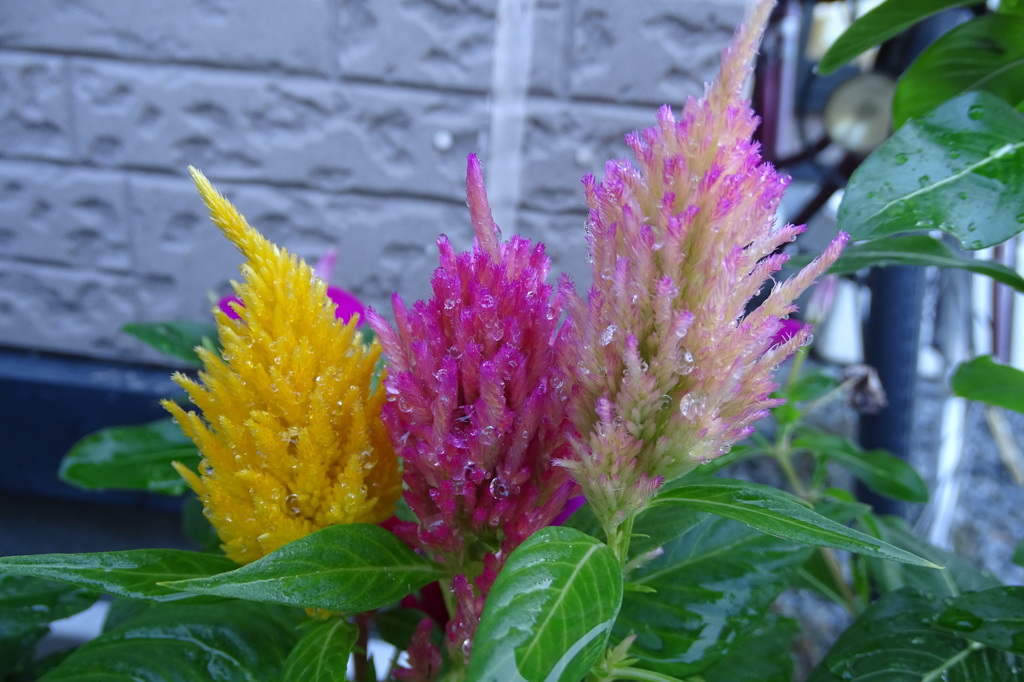 花 ?