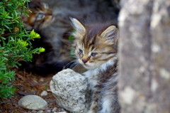 山寺にいた猫①