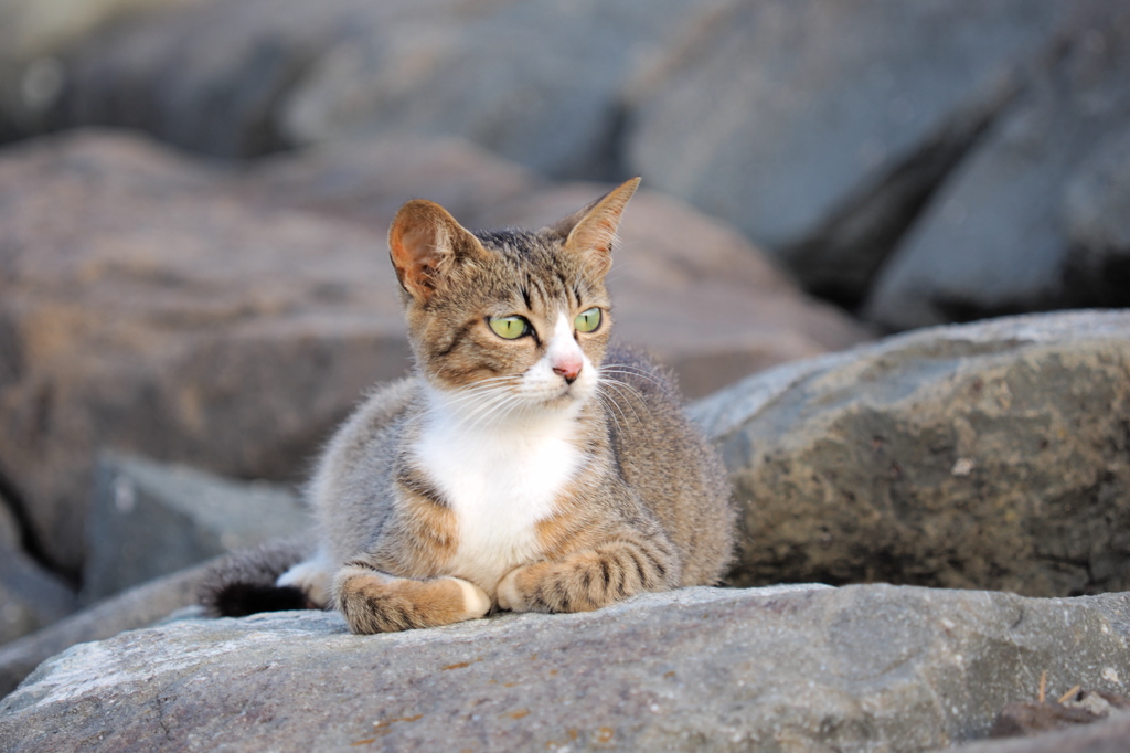 子猫の目線には