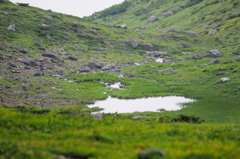 湿原