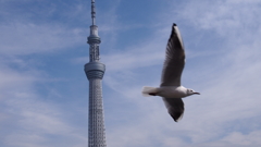 横切る