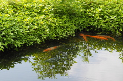 鯉　水面