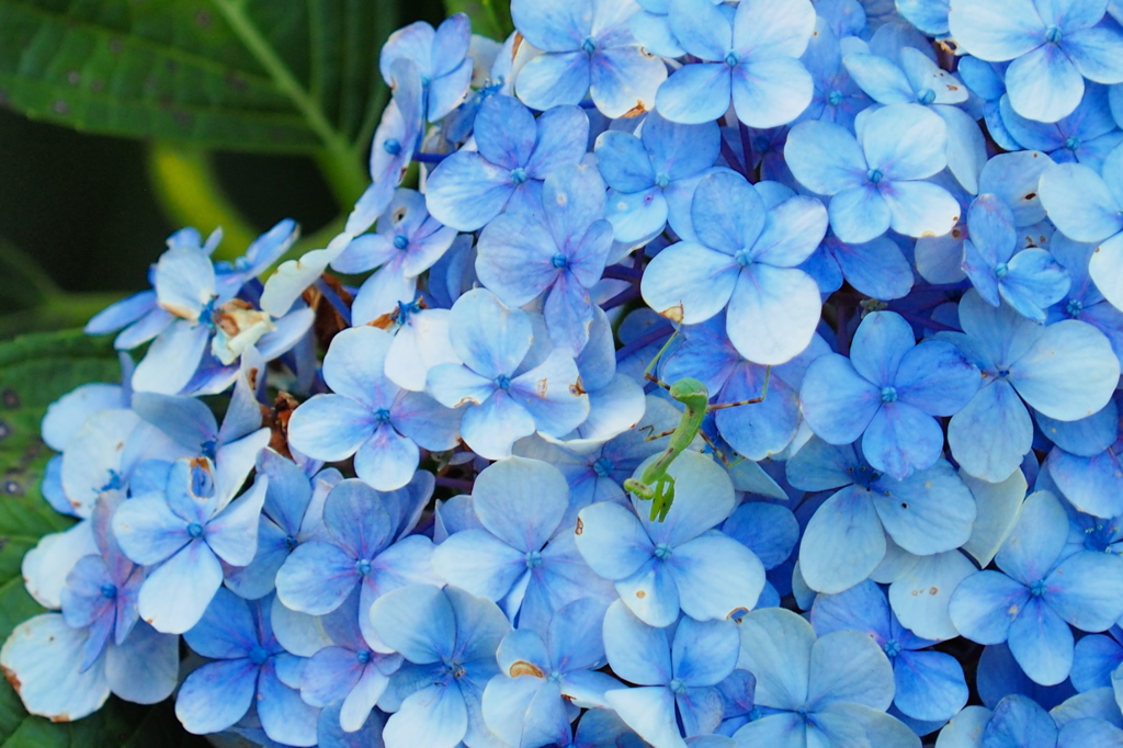 紫陽花と蟷螂