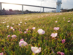 草原に花