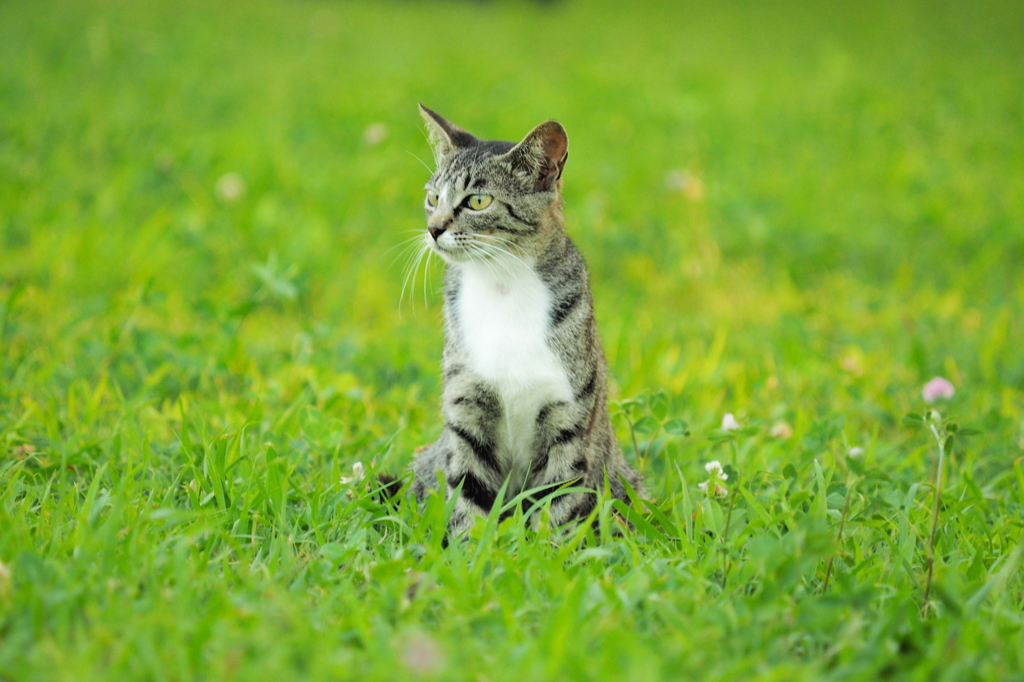 草原　子猫