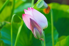 ハスの花