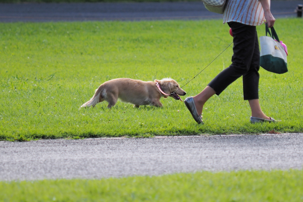 犬も暑い