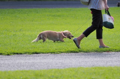 犬も暑い