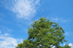 Blue　 Green