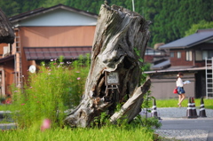切り株　