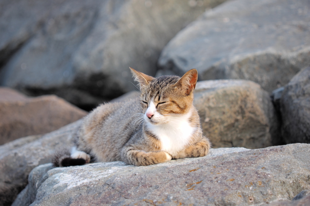 眠い猫