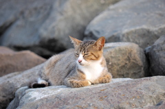 眠い猫