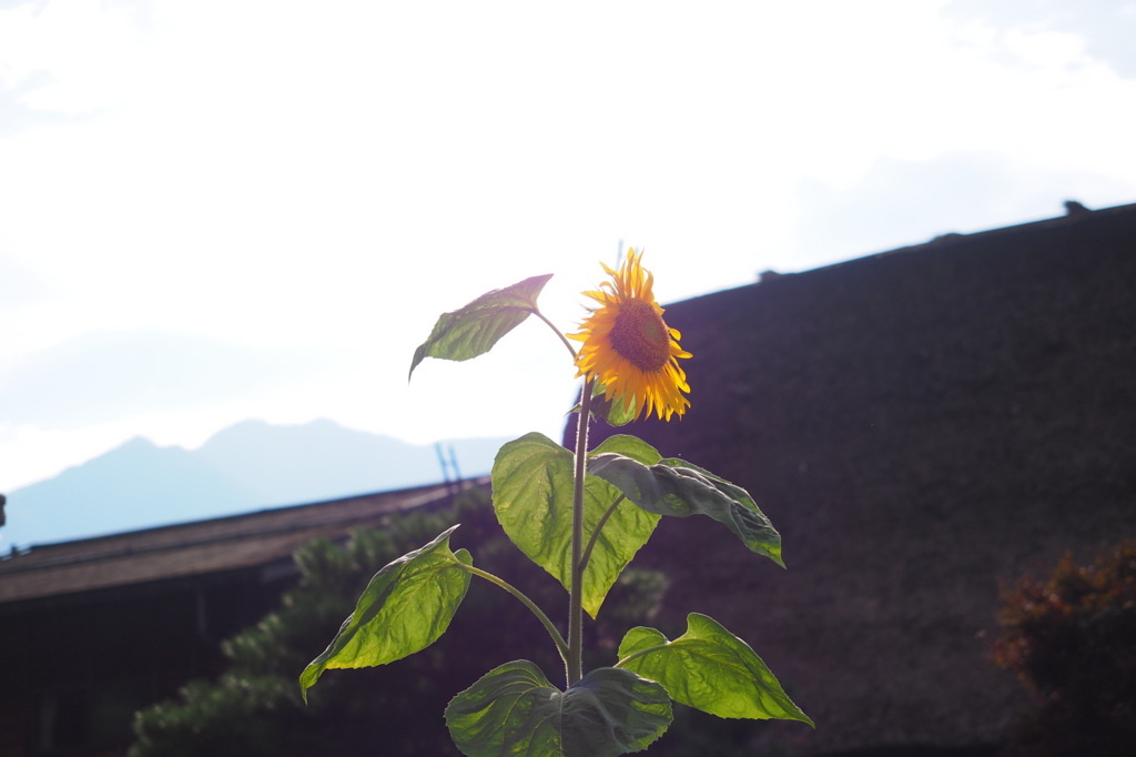 ひまわり
