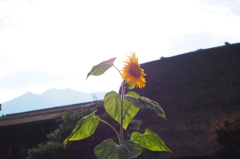 ひまわり