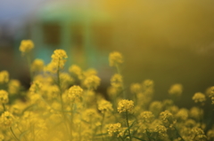 菜の花に北条鉄道　１